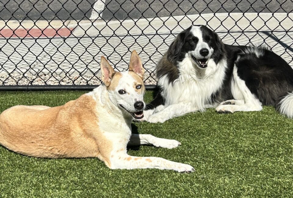 Dog daycare deals parker co